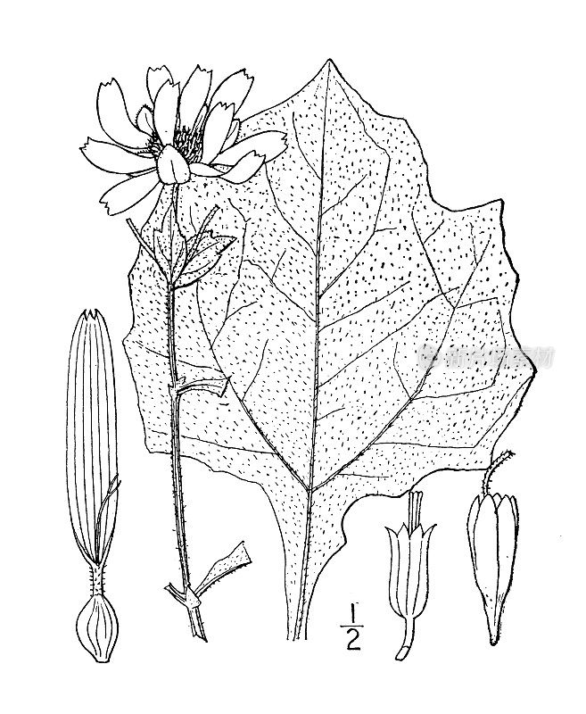 古植物学植物插图:Polymnia Uvedalia，黄叶杯